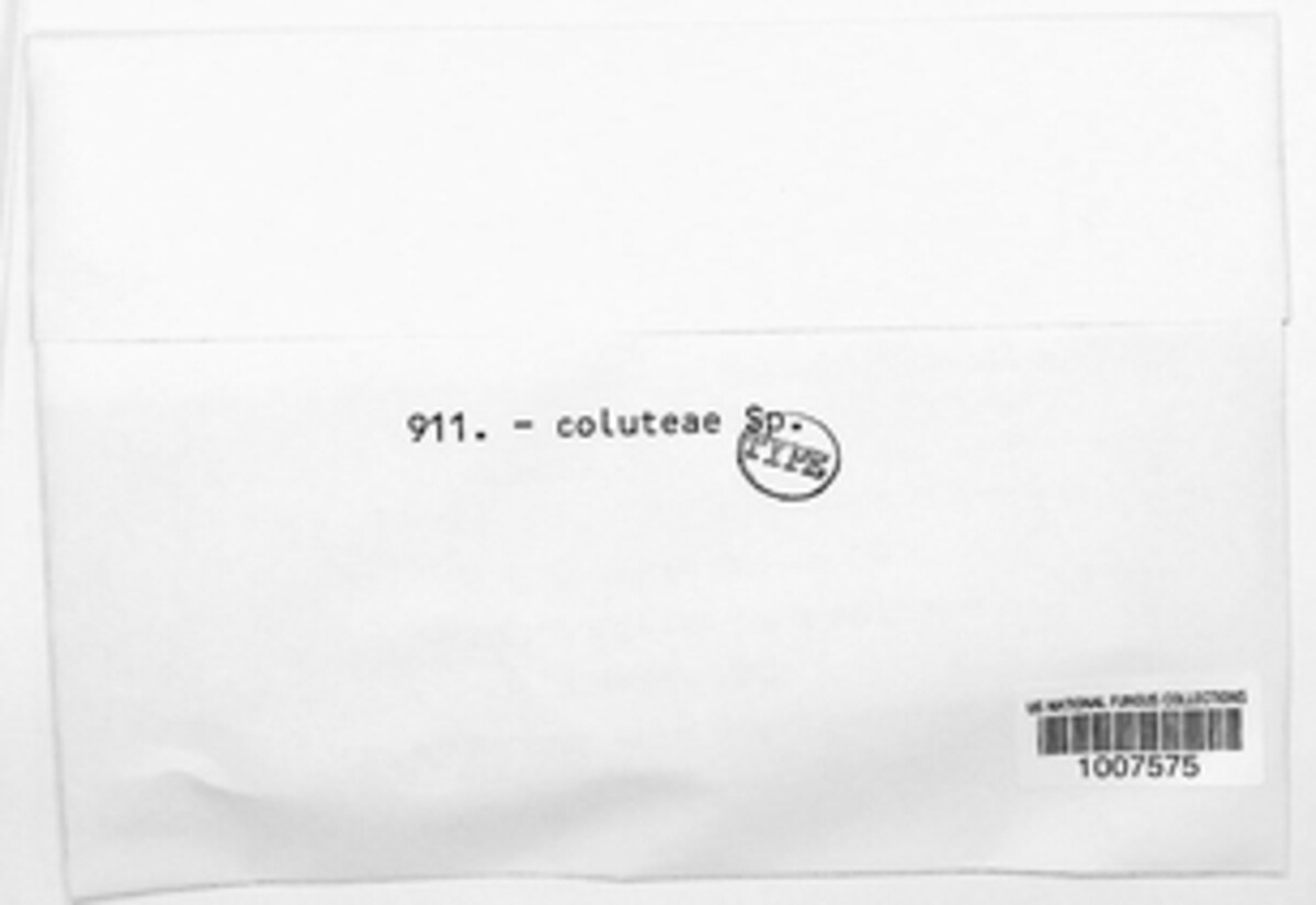 Phomopsis coluteae image
